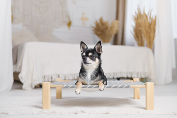 Cute little chihuahua on a dog bed in boho decorated bedroom. Pets at home, small dogs, domestic animals discipline to stay in their bed