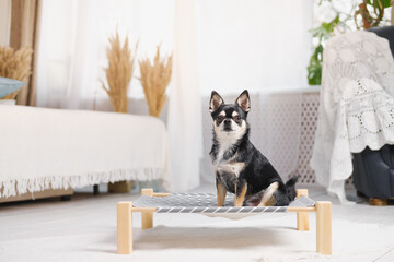 Cute little chihuahua on a dog bed in boho decorated bedroom. Pets at home, small dogs, domestic animals discipline to stay in their bed
