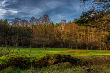 Polana w lesie jesienią © Michał Rakowski
