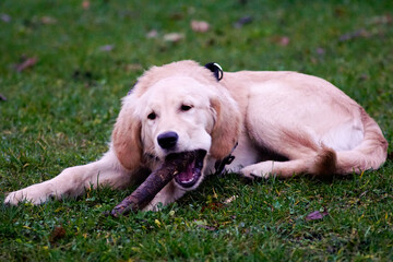 Golden Retriver © Aruru