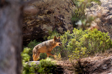 wolf growling menacingly showing teeth.