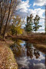 Small riverbed surrounded by yellow autumn leaves.