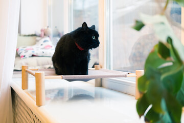 Excited black cat on a pet bed at the windowsill. Domestic animals, pets at home staying in their place