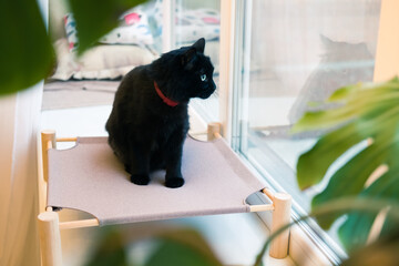 Black cat on a pet bed at the windowsill, phtotgraphed through the leaves of a plant. Domestic animals, pets at home staying in their place