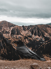 Raven in the mountains 