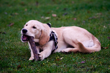 Golden Retriver © Aruru