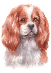 Water colour painting of Cavalier King Charles Spaniel .