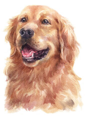 Water colour painting of Golden Retriever