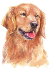 Water colour painting of Golden Retriever