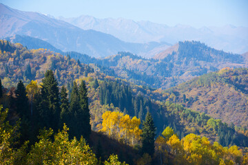 Mountains landscape in Oy-karagay near Almaty, Pine valley