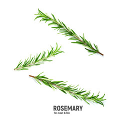 Twig of rosemary on a white background.