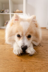 A dog of the Pomeranian dog breed lies on the floor, background