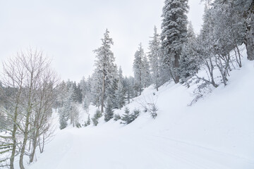 Fototapeta premium Sapins enneigés à Autrans