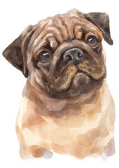 Water colour painting of  pug.