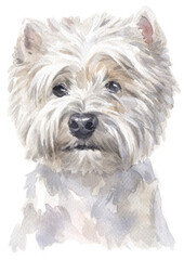 Water colour painting of west Highland white Terrier