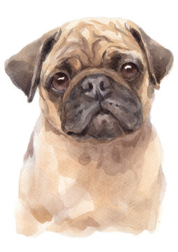 Water colour painting of  pug.