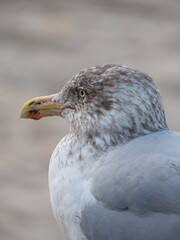 Close up of a young seagull