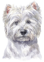 Water colour painting of west Highland white Terrier