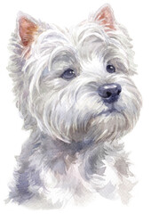 Water colour painting of west Highland white Terrier