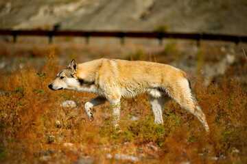 Russia. Mountain Altai. A dog of unknown breed, but clearly with signs of the husky breed, is keen to search for prey on the banks of the autumn river