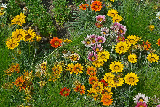 Close up of a flower border with the colouful flowering Gazania 'Frosty Mixed'