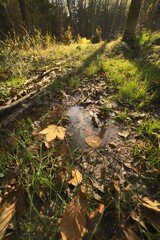 Obraz premium reflet feuille morte flaque d'eau nature en forêt ensoleillé