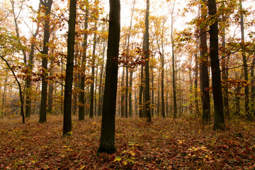 Autumn forest wide shot with beautiful colors