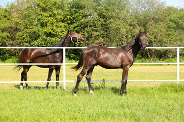 Obraz premium Dark bay horses in paddock on sunny day. Beautiful pets