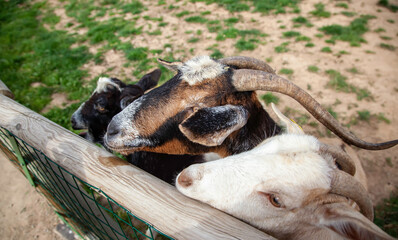 Goats on farm