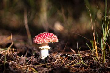 a fly aragic in the forest