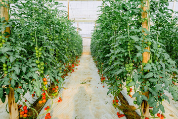 greenhouse tomatoes agriculture spain vegetables food plants