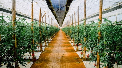 Fototapeta premium greenhouse tomatoes agriculture spain vegetables food plants
