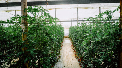 greenhouse tomatoes agriculture spain vegetables food plants