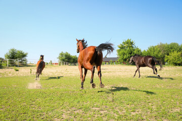 Bay horses in paddock on sunny day. Beautiful pets