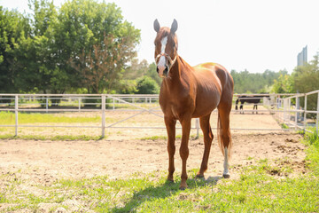 Chestnut horse in paddock on sunny day. Beautiful pet