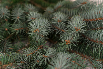 Naklejka na ściany i meble Close-up of green fir winter tree branches.