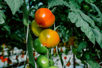 greenhouse tomatoes agriculture spain vegetables food plants