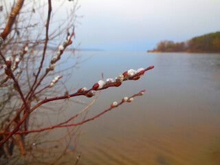 Blossoming branch of a willow by the river in the spring