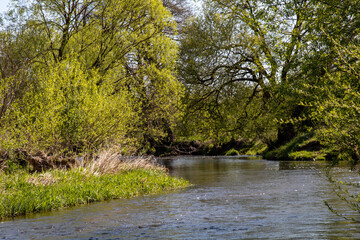 Frühjahr an der Waldnaab bei Oberwildenau