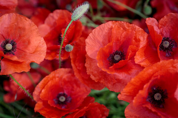 Mohnblüten Mohn rot 