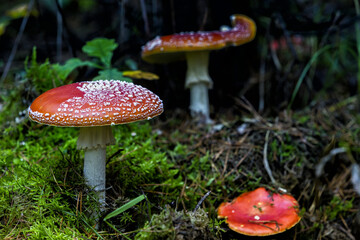 Fliegenpilz im Wald in Ungarn