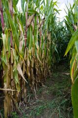 Corn field before harvest_Baden-Wuerttemberg, Germany