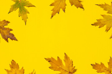 Bright autumn frame with colorful maple leaves on yellow background with copy space for your text. Fall concept.