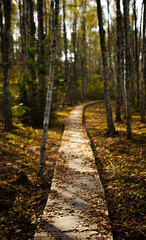 path in autumn forest