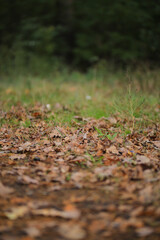Fallen leaves in the forest. Autumn landscape.
