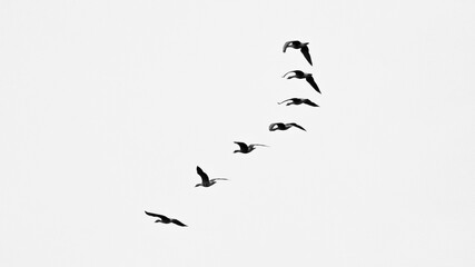 birds in flight