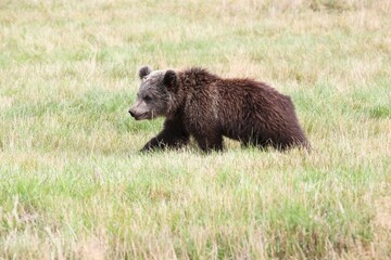 Young brown bear in the nature 
