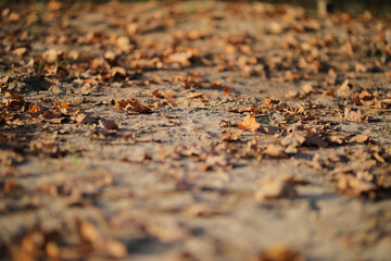 Fallen leaves in the forest. Autumn landscape.
