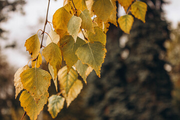 
birch leaves