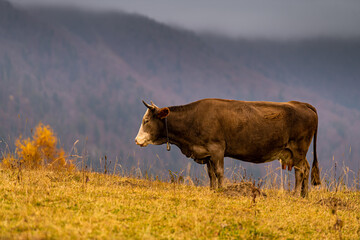 A cow sitting on a hill during an autumn cloudy day with forests in background